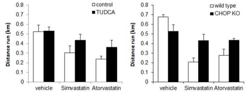 Role of ER stress in statin-induced myopathy in vivo