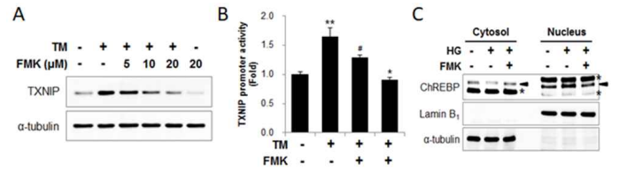 Effects of a p90RSK inhibitor in high glucose-induced TXNIP regulation and β cell dysfunction. (A) Western blot, (B) TXNIP promoter, (C) ChREBP nuclear translocation