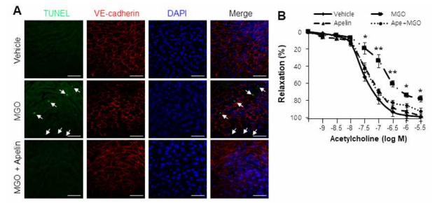 Apelin-13 protects aortic vessels from MGO-induced endothelial dysfunction