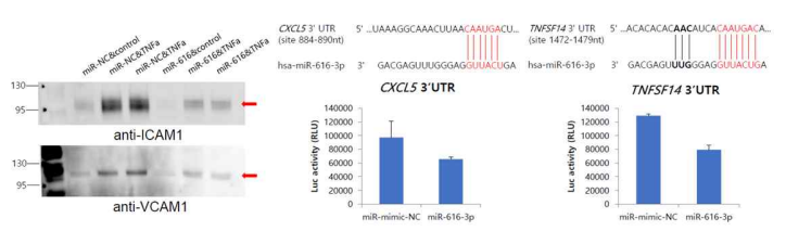 miR-616 targets CXCL5 and TNFSF14, and reduces inflammatory responses