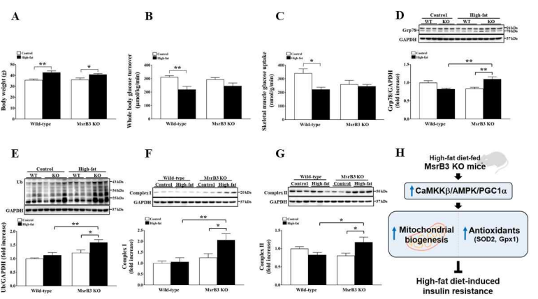 MsrB3 deletion prevents high-fat diet induced insulin resistance via increased mitochondrial biogenesis in mice. A. Body weight B. Whole body insulin resistance. C. Skeletal muscle insulin resistance. D. Grp78 protein levels. E. Ubiquitinated protein levels F&G. Mitochondrial complex I & III. H. Graphical abstract