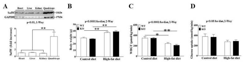 SelW deletion does not affect high-fat diet induced insulin resistance A. SelW expression in tissues B. Body weight C. Whole body insulin resistance. D. Skeletal muscle insulin resistance