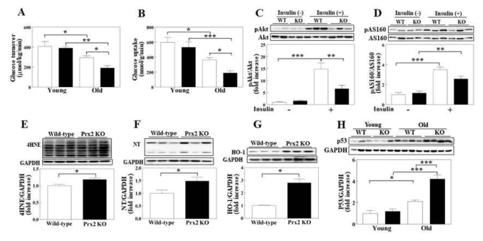 Prx2 deletion aggravates aging-associated insulin resistance in mice. A. Whole body insulin resistance. B. Skeletal muscle insulin resistance. Phosphorylation of Akt (C) and AS160 (D). Protein levels of 4HNE (E), nitrotyrosine (NT)(F), heme oxygenase (HO)1(G) and p53 (H)