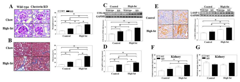 Clusterin deletion aggravates high-fat diet-induced renal lipid accumulation and fibrosis A. Periodic acid-Schiff staining for the mesangial matrix area. B. trichrome staining for interstitial fibrosis. C. Collagen 4A protein levels. D. Fibronectin1 mRNA levels. E. LAMP 1 expression. F. Renal cholesterol uptake. G. Renal palmitate uptake