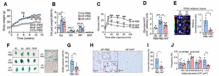 Effect of a new senotherapeutic on high-fat diet-induced obesity and insulin resistance. A. Body weight B. Fat pad weight. C. Glucose tolerance test. D. Glucose area under the curve E. p16 expression in adipose tissue in p16 luciferase knockin mice F&G. SA-β Gal staining in adipose tissue H&I. Crown-like structure in adipose tissue. J. Distribution of adipocyte size