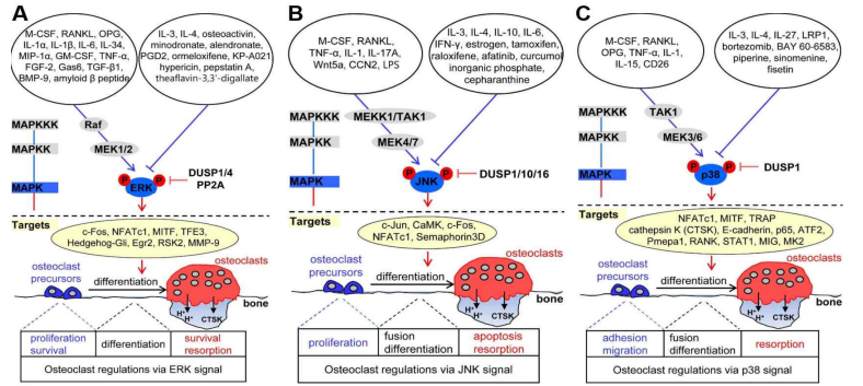 Roles of Mitogen-Activated Protein Kinases in Osteoclast Biology. A. Osteoclastogenic signaling cascade controlled by upstream activators and inhibitors of extracellular signal-regulated kinase (ERK). B. Osteoclastogenic signaling cascade controlled by upstream activators and inhibitors of c-Jun N-terminal kinase (JNK). C. Osteoclastogenic signaling cascade controlled by upstream activators and inhibitors of p38 mitogen-activated protein kinases (MAPK)