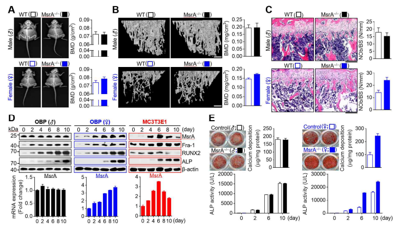 MsrA−/− female mice exhibit increased bone mass. A. DAX analysis. B. μCT analysis. C. Analysis of osteoclasts and osteoclasts in bone tissue. D. Increased differentiation marker genes expression of osteoblasts from MsrA−/− female mice. E. Increased differntiation of osteoblasts originated from MsrA−/− female mice