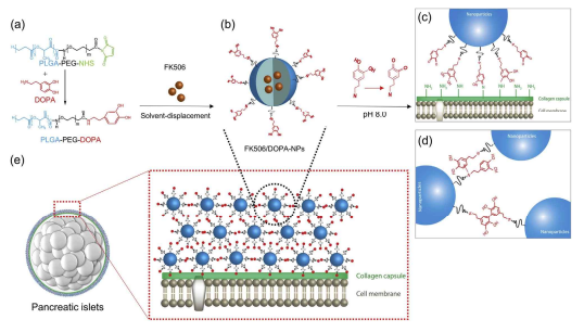 Surface engineering of pancreatic islet surface by multilayered deposition of FK506/DOPA–NPs A. PLGA–PEG–DOPA copolymer.B. construction of FK506/DOPA–NPs. C.Particles to interact with amine groups of collagen. D&E. Form a multilayer on the islet surface