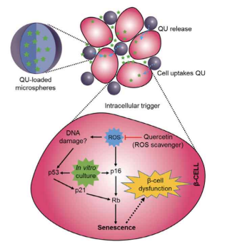 The inhibitory mechanisms of cellular senescence by polymeric microshere -facilitated site specific delivery