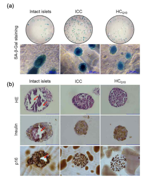 Inhibition of cellular senescence in transplanted islets