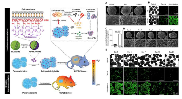 Mechanistic evaluation of the interaction between islet surface components and PD-MS. A Schematic illustration B. Immunofluoresce nce staining of islet. C. Macroscopic images of ECM. D&E. ECM coated surface