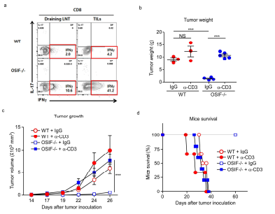 (a) OSIF 발현과 CD8 T 세포의 cytokine 분비 양상. T 세포 결여 OSIF-/- 생쥐의 (b) 암 무게, (c) 암 증식, (d) 생존률 양상