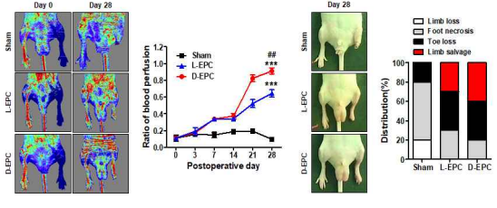 하지허혈 동물모델에서의 유효성 평가 (혈역학적 및 조직 재생 평가)