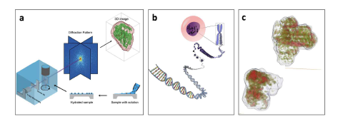 결맞는 엑스선 저온 이미징 a, 실험 개념도. 급속 냉동 시 료의 3차원 저온 이미징 실험 장치 및 회절 패턴. b, 염색체의 3차 원 계층 구조. c, 결맞는 엑스선 이미징 실험으로 얻어진 염색체의 3 차원 정량 구조 (빨강색- 높은 밀도)