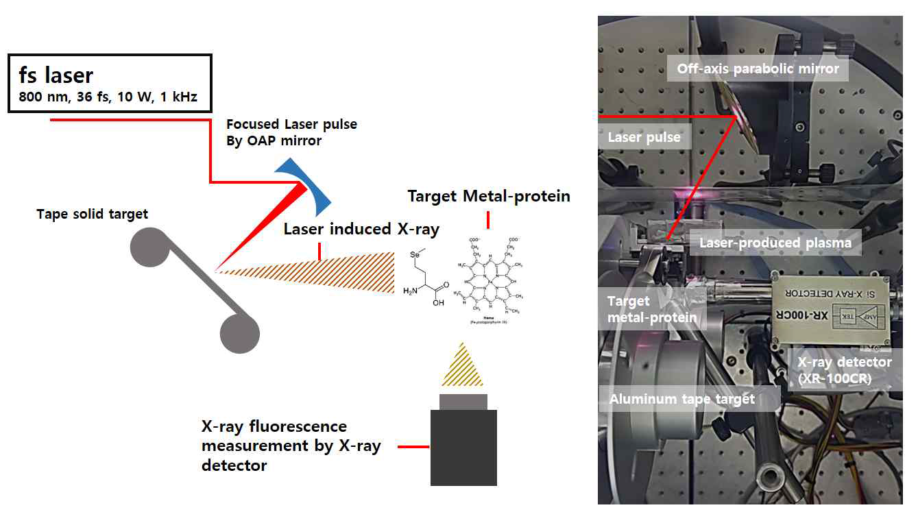 레이저 유도 X-선 광원 기반 Table-top 금속-단백질 화합물 형광 분석기술 개발 모식도(좌) 및 구축된 실험 셋업 사진(우)