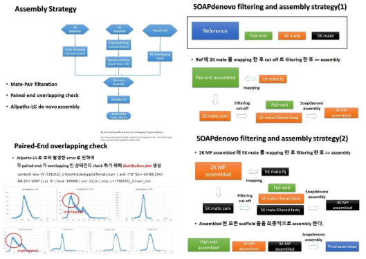 좌측의 ALLPATHS-LG에 의한 드노보어셈블리 과정. 우측은 SOAPdenovo에 의한 어셈블리 과정