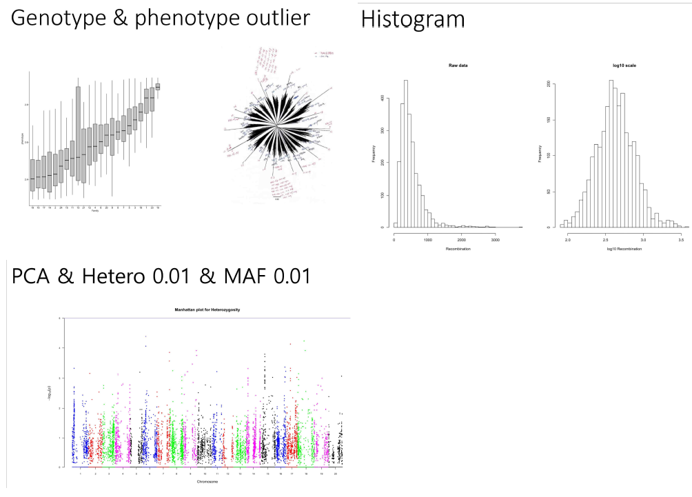 콩 NAM 집단에서 Heterozygosity와 연관 유전자를 발굴하기 위한 분석: 표현형 정규화 및 GWAS 결과