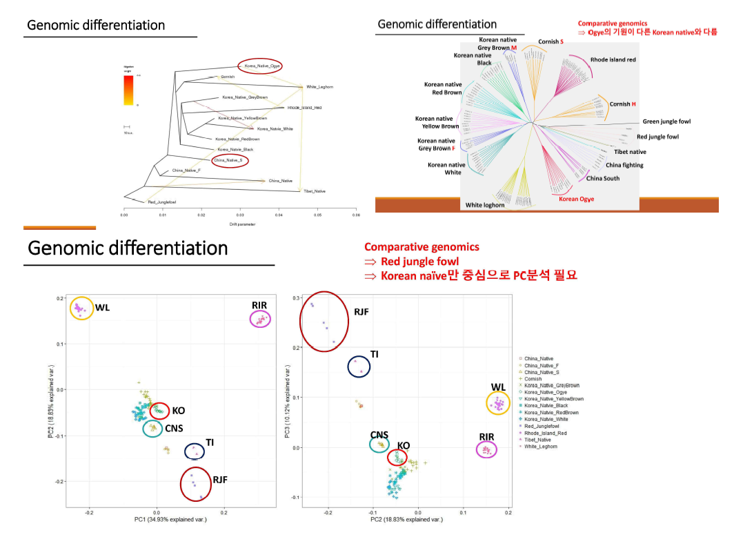 닭 전장유전체 정보분석을 통하여 국내 유통되는 닭 품종의 근연관계 및 유전자 선발 등을 분석함