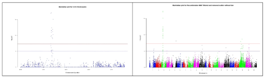 콩 NAM 집단에서 Recombination Frequency와 연관 유전자를 발굴하기 위한 분석: 표현형 정규화 및 GWAS 결과