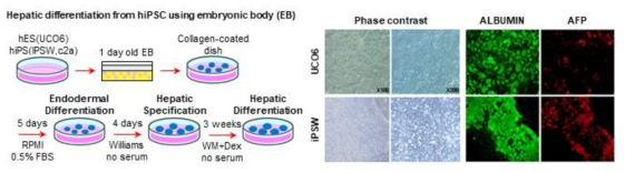 역분화줄기세포에서 간세포 분화과정 모식도와 분화 후 간세포 특이적 마커 발현확인