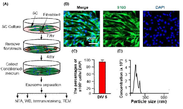 간신경세포 회복효과를 위한 신경교세포 유래 엑소좀 확인. 세포배양 모식도 (A), 배양된 세포 이미지(B), 배양된 교세포 농도 (C), 본 연구팀에서 분리한 엑소좀 분포도(D)