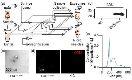 in vitro 검증을 위한 엑소좀 분리 및 분석 (a) 엑소좀 분리 (b) 마커 western blot, (c) SEM 이미지 (d) 면역형광 이미지 (e) 입자 크기분포