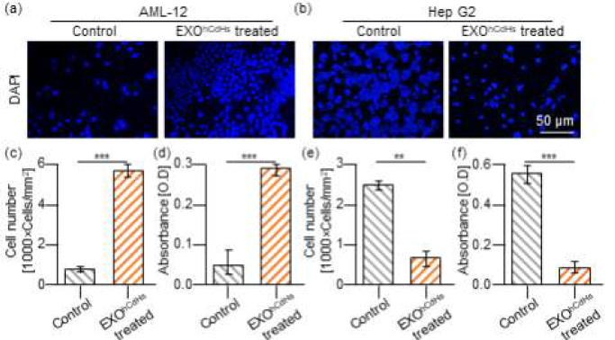 정상 간세포 AML-12와 간암세포 HepG2의 간줄기세포 유래 엑소좀 처리에 따른 생장 분석. (a), (b) DAPI에 의한 생존 세포의 핵 염색 이미지 (c)~(f) 엑소좀 처리 group과 음성대조군 간의 세포성장도 정량 그래프