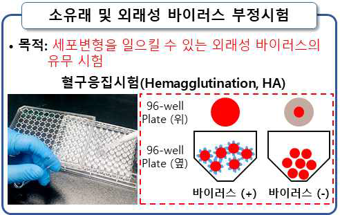 바이러스 부정시험의 개요(혈구응집시험, Hemagglutination, HA)