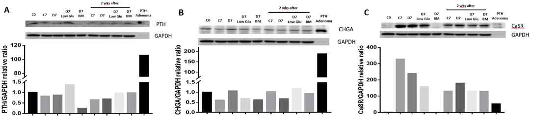 TMSC를 각각 100 ng/mL의 Activin A와 Shh를 첨가한 조건이 외 다양한 배양조건에서의 PTH분비세포로 7일간 분화 후, 연이어 2주 더 배양 후의 단백질 발현양 측정 결과. (A) PTH, (B) CHGA, (C) CaSR.