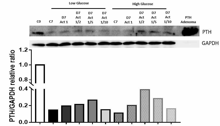 TMSC를 High or Low Glucose가 함유된 DMEM에서 Activin A의 농도를 달리하여 7일 동안 분화시킨 뒤 PTH 단백질을 발현양 측정 결과.