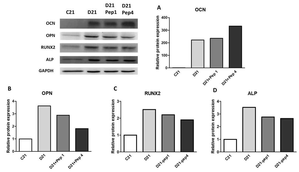 펩타이드 1과 4가 osteogenesis의 분화마커인, osteocalcin (OCN), osteopontin (OPN), Runt-related transcription factor 2 (RUNX2), 그리고 alkaline phosphatase (ALP)의 단백질 발현양에 끼치 는 영향조사.