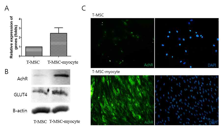 TMSC-myocyte의 기능성 골격근세포로의 분화능의 확인 (A) Real-time PCR을 이용한 AchR유 전자의 발현 증가를 확인 (B) Western blotting을 이용한 AchR와 GLUT4단백질의 발현 증가를 확인 (C) 면역형광염색을 통한 AchR단백질의 세포 내 발현 학인