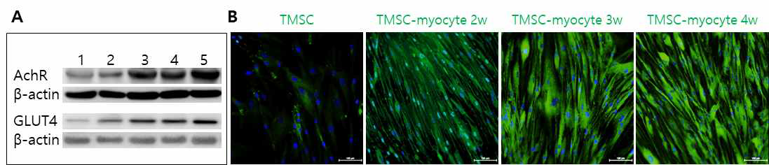분화기간 연장에 따른 TMSC-myocyte의 AchR와 GLUT4의 발현 증가. A. 웨스턴블랏팅을 통한 AchR와 GLUT4발현의 변화 확인: (1) TMSC, (2) TMSC-myoblast, (3) TMSC-myocyte 2w, (4) TMSC-myocyte 3w, (5) TMSC-myocyte 4w. B. 면역형광염색을 통한 AchR발현의 확인: Green (acetylcholine receptor, AchR); Blue (DAPI)