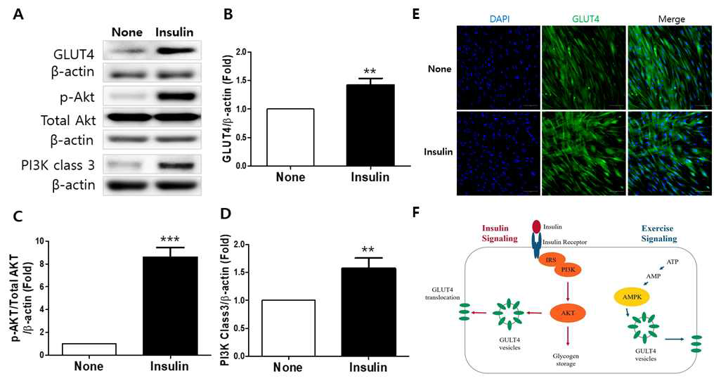 Insulin첨가에 따른 TMSC-myocyte에서의 GLUT4의 발현 증가. A-D. 웨스턴블랏팅을 통한 GLUT4와 관련 신호전달물질의 단백질 발현: None (무처리군); Insulin (인슐린 첨가군). E. 면역형광 염색을 통한 GLUT4 발현의 확인: Green (Glucose Transporter Type 4, GLUT4); Blue (DAPI); x200. F. Insulin signaling pathway leading to GLUT4 translocation in muscle.