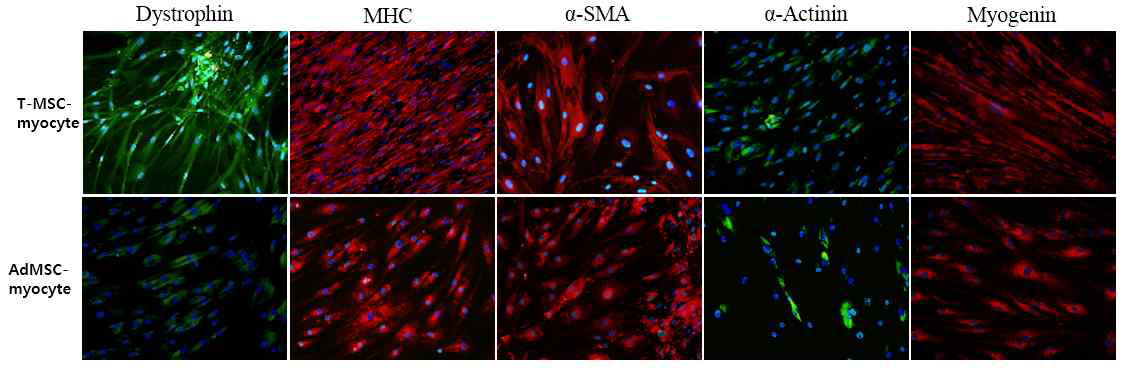 편도유래줄기세포와 지방줄기세포의 골격근세포로의 분화능 비교. Dystrophin, MHC, α-SMA: 근육세포 마커. α-Actinin, Myogenin: 골격근세포 특이적 마커. 편도유래줄기세포유래 골격근세포, TMSC-myocyte; 지방줄기세포유래 골격근세포, AdMSC-myocyte; : Pax7, paired box protein 7; MHC, myosin heavy chain; α-smooth muscle actin, α-SMA