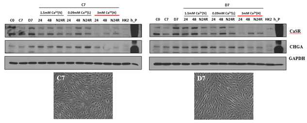 편도줄기세포 유래 부갑상선분비세포의 유효성 평가. C7과 D7실험군의 세포를 저농도(L)와 고 농도(H)의 칼슘(Ca2+)에 노출시켜 부갑상선분비 조절이 가능한지 확인.