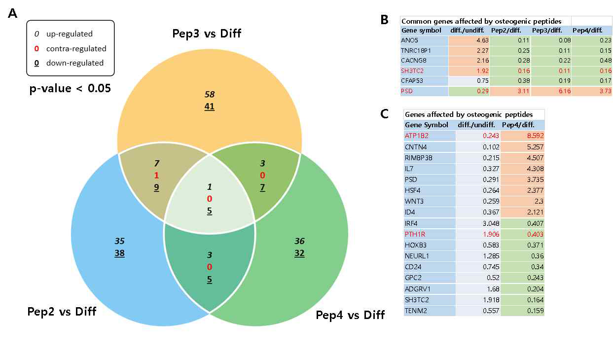 RNA-seq을 사용하여 분석된 Pep들에 의해 골분화가 촉진된 TMSC의 유전자들을 골분화대조군 과 비교하여, 통계적으로 유의하게 증가/감소 된 공통 적인유전자들을 A. Venn Diagram을 사용하여 분석한 결과. B. Pep들에 의하여 공통적으로 확인된 유전자의 정보들 (red font – 공통적으로 확인된 유전자들중 분화에 관련된 유전자들) C. Pep4에 의해 골분화가 촉진된 TMSC의 유전자들을 골분화대 조군과 비교하여, 통계적으로 유의하게 증가/감소 된 유전자들.