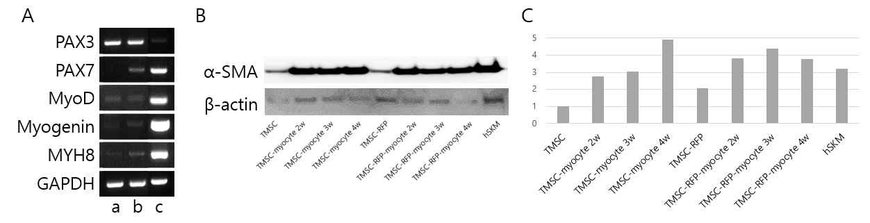 이식용 TMSC-RFP-myocyte의 근육세포로의 분화 확인. A. TMSC-RFP-myocyte의 근육관련 유전자 발현: a, TMSC-RFP; b, TMSC-RFP-myocyte; c, hSKM B. 웨스턴블랏팅 기법을 통해 근육 세포로의 4주 분화 동안의 α-SMA의 발현을 RFP의 tagging 전 후 확인 C. B의 그림을 수치화함.