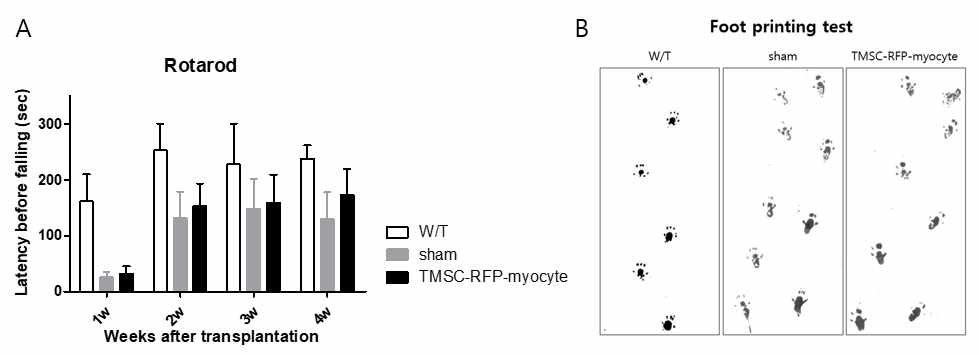 TMSC-RFP-myocyte이식 받은 mdx마우스의 치료효과 확인 A. rotarod test B. foot printing test: wild type (W/T), sham (PBS만을 이식한 그룹), TMSC-RFP-myocyte (PBS와 세포를 이식한 그 룹)