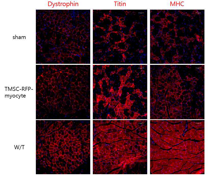 TMSC-RFP-myocyte이식 받은 mdx마우스 근육조직의 골격근 관련 단백질의 발현 Blue (DAPI); Red (Dystrophin, Titin, MHC) x200.