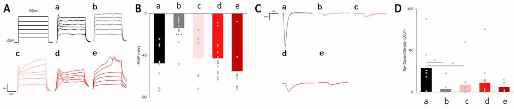 T-MSC-myocyte의 전기생리학적 특성 검증. (A) Action potential (B) Average resting membrane potential (RMP) of cells (C) Na+ current (D) Quantified Na+ current density shown as a box plot. (panel and lane a, hSKMCs; panel and lane b, TMSCs; panel and lane c, TMSC-myocyte2w; panel and lane d, TMSC-myocyte3w; panel and lane e, TMSC-myocyte4w)