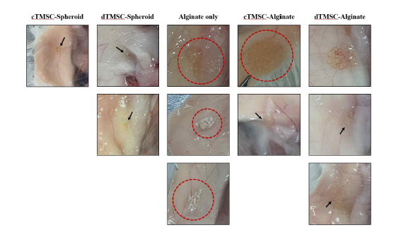 TMSC유래 미분화 그리고 PTH분비세포를 Alginate-based scaffold와 shperiod로 지지체 를 제작하여 마우스의 등에 이식한 뒤 12주 후에 이식된 부위를 관찰한 결과.