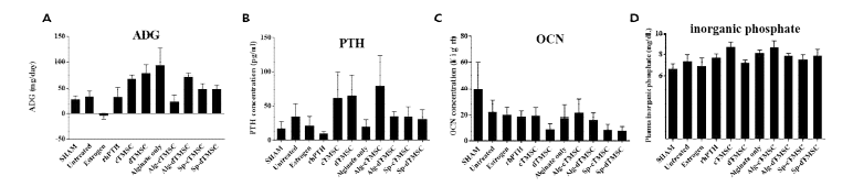난소절제술(ovariectomy; OVX)을 통하여 제작된 골다공증 마우스 모델에 미분화/분화 TMSC를 제작된 세포운반체(alginate vs scaffold-free spheroid)를 통하여 피하에 이식하고 12주 뒤에, A. average daily gain (ADG), B. serum PTH, C. serum OCN, D. serum inorganic phosphate를 확인한 결 과. Sham (non-OVX), Estrodiol (100 ng/mL of E2/daily), rhPTH (recombinant PTH/daily), cTMSC (미분 화TMSC only), dTMSC (PTH분비 TMSC only), Alginate Only, Alg-cTMSC (cTMSC encapsulated in alginate scaffold), Alg-dTMSC (dTMSC encapsulated in alginate scaffold), sp-cTMSC (cTMSC spheroids), sp-dTMSC (dTMSC spheroid). n=3~5 for each group.