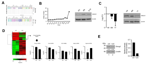 공공데이터 분석을 이용한 원추세포 특이적 유전자인 Smug1의 발굴. (A) Public RNA-seq Database 를 이용한 Smug1의 발현량 분석. (B-C) Smug1의 발현 확인. (D) UV를 조사한 망막에서 유의미하게 발현량 이 감소하는 유전자로 Smug1이 발굴됨. (E) Smug1의 발현량을 확인함