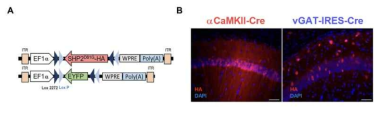 CRE 생쥐 라인과 AAV를 이용한 세포 타입 특이적 유전자 발현
