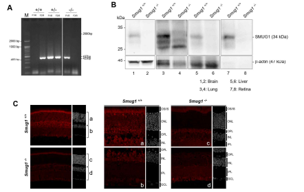 Smug1 KO 생쥐제작 및 각 조직별 발현량 확인 (A) Smug1 KO 생쥐의 제작 및 genotyping을 통한 생쥐의 유전형 비교. (B) Immunoblotting을 통한 생쥐 각 조직별 Smug1의 발현량 확인. (C) 생쥐 망막에서 Smug1 단백질의 발현량 확인