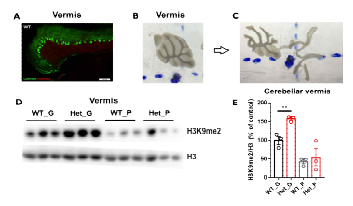 Wild-type mice와 Kdm3b Hetero mice의 cerebellar vermis에서 나타나는 H3K9me2의 layer 특이적 발현양상