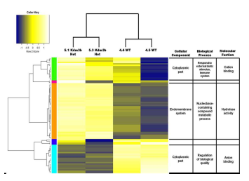 RNA seq 이후 clustering을 통한 DEG heatmap