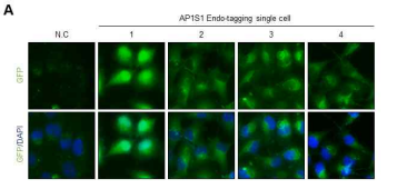 AP1S1 Endo-tagging cell line 확인