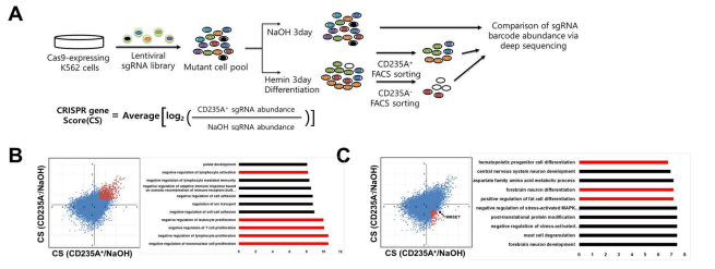 CRISPR/Cas9 스크리닝을 통한 K562 혈액암 세포의 분화 억제 인자 발굴